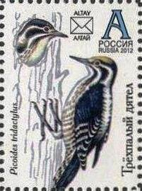 Woodpecker