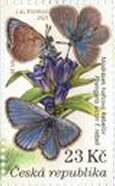 Alcon Large Blue Rebel (Phengaris alcon rebeli)