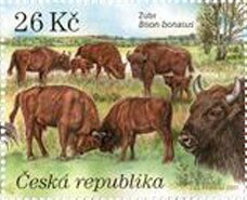 European Bison (Bison bonasus)