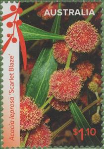 Stamp, Cinnamon Wattle (Acacia leprosa var Scarlet Blaze), Australia,  , Flowers, Plants (Flora)