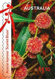 Cinnamon Wattle (Acacia leprosa var Scarlet Blaze)
