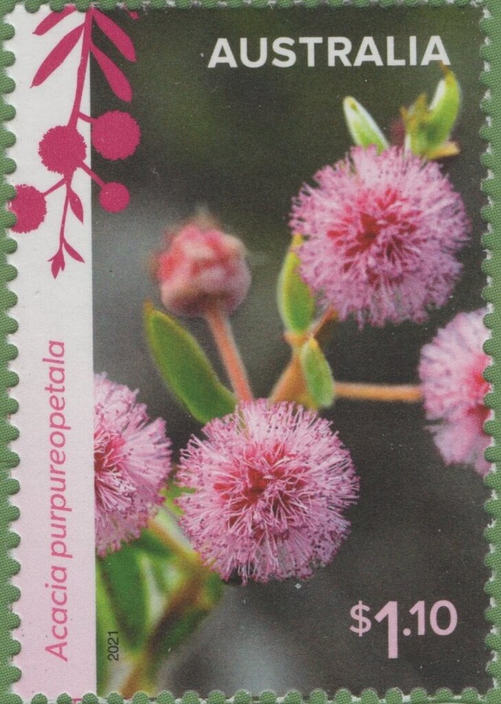 Purple-Flowered Wattle (Acacia purpureopetala)