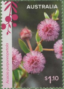 Stamp, Purple-Flowered Wattle (Acacia purpureopetala), Australia,  , Flowers, Plants (Flora)