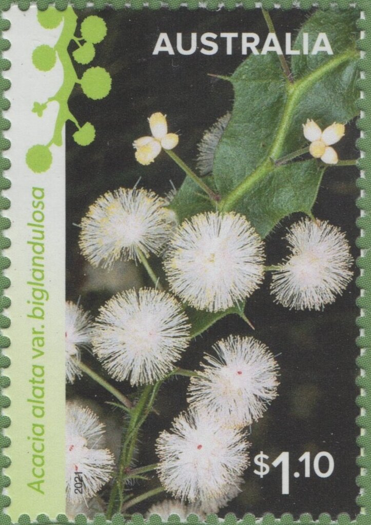 Winged Wattle (Acacia alata var. biglandulosa)
