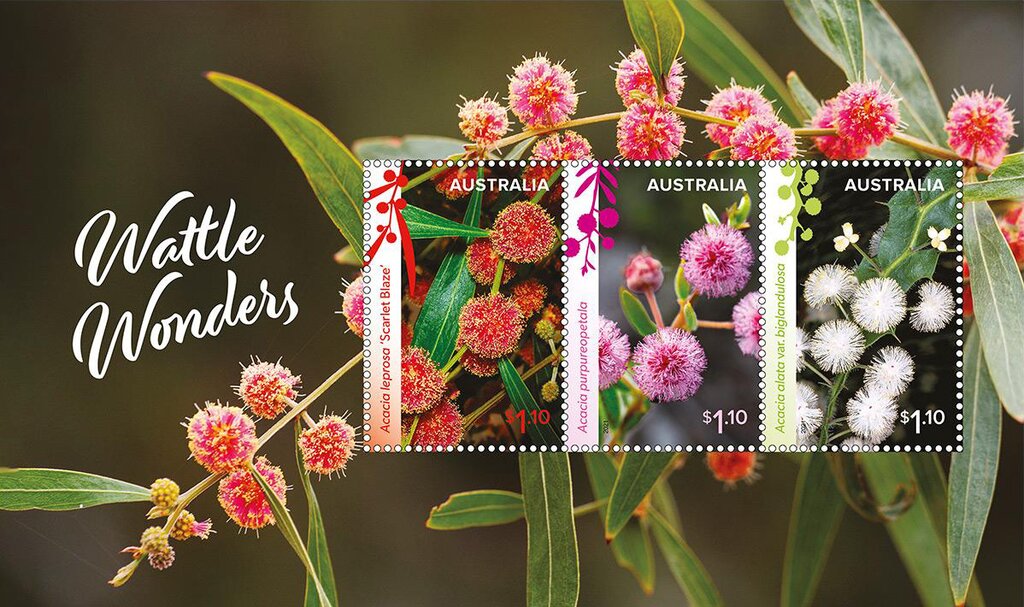 Wonderful Wattles