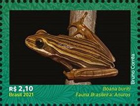 Boana buriti