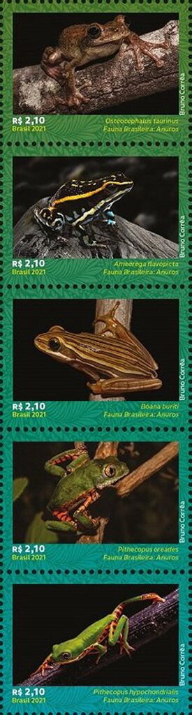 Frog Species of Brazil