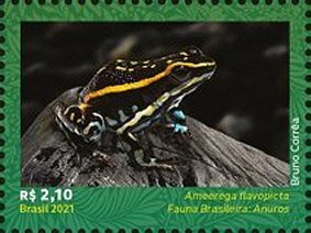 Lutz's Poison Frog (Ameerega flavopicta)
