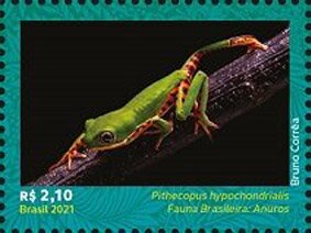 Pithecopus hypochondrialis
