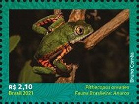 Pithecopus oreades