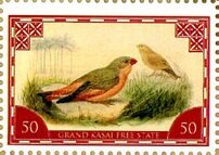 Bronze-winged courser (Rhinoptilus chalcopterus)