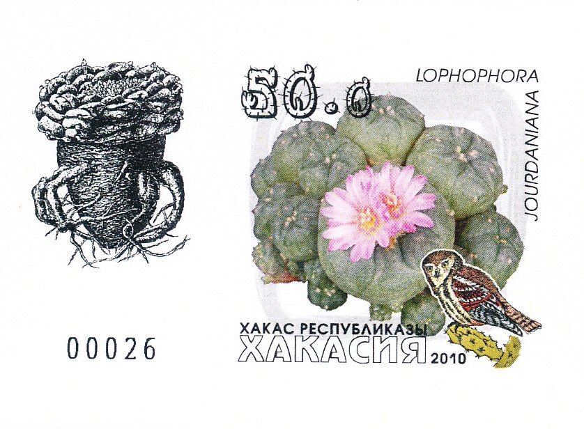 Cacti