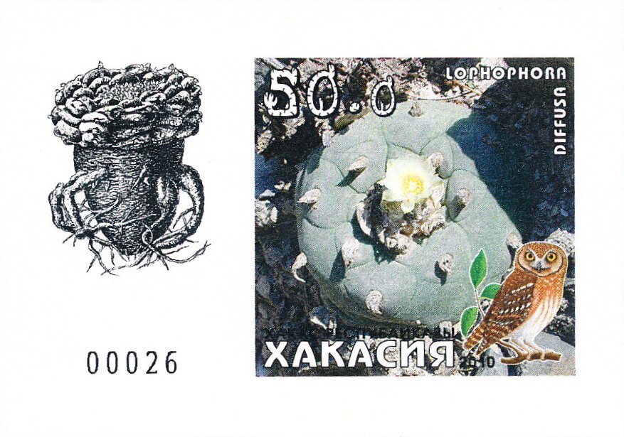 Cacti
