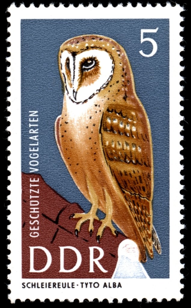 Common Barn Owl (Tyto alba)