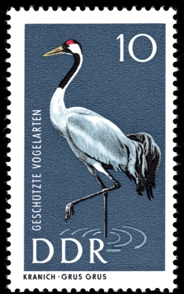 Gray Crane (Grus grus)