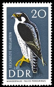 Stamp, Peregrine Falcon (Falco peregrinus), Germany, Democratic Republic,  , Birds, Birds of Prey, Animals (Fauna), Falcons