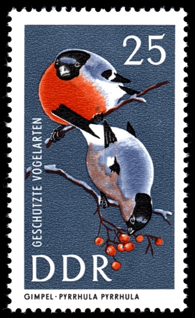 Eurasian Bullfinch (Pyrrhula pyrrhula)