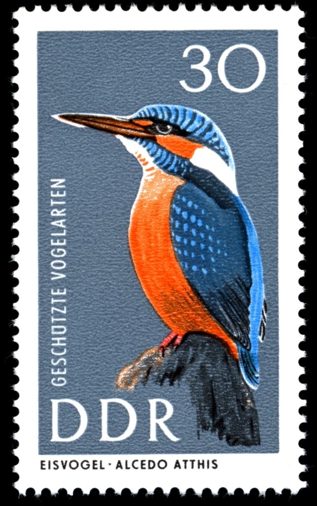 Common Kingfisher (Alcedo atthis)
