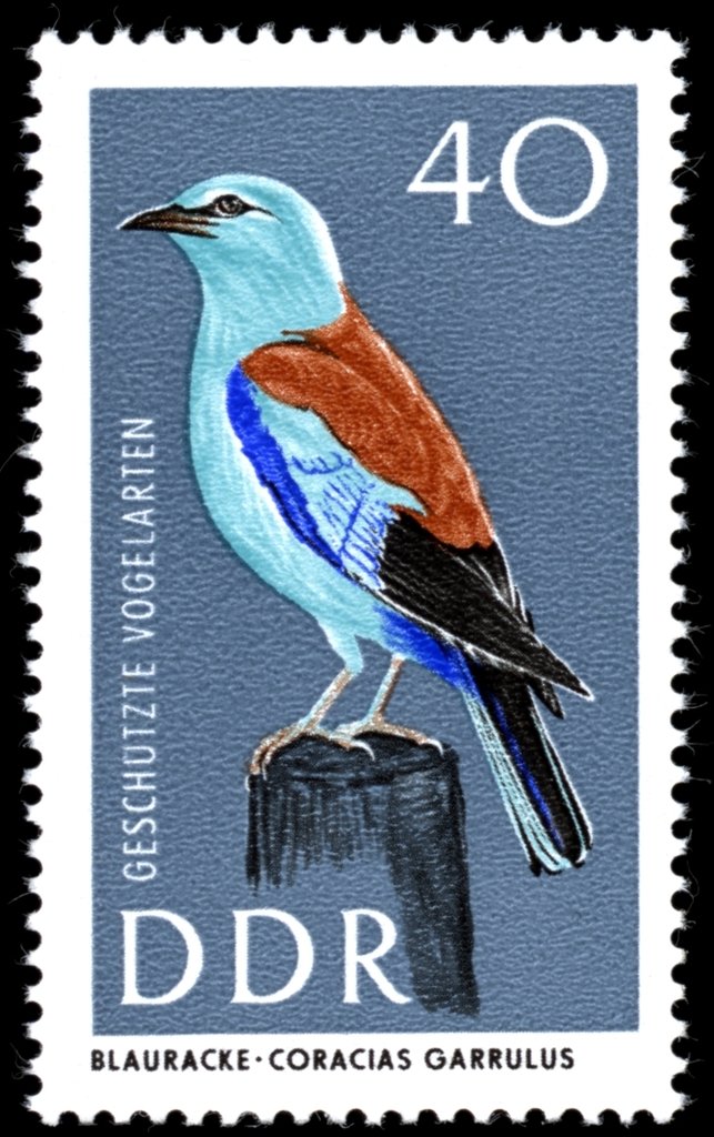 European Roller (Coracias garrulus)