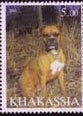 Dogs