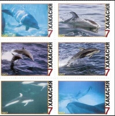 Dolphins