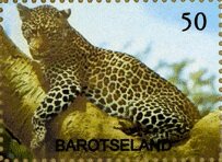 Leopard