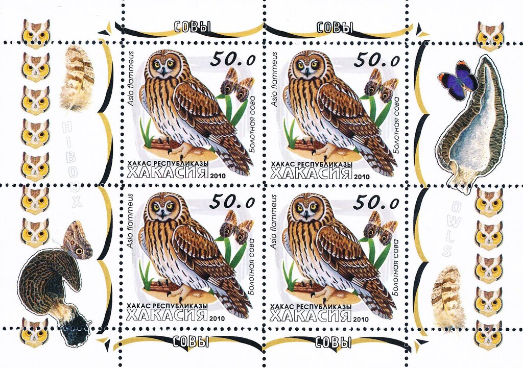 Owls