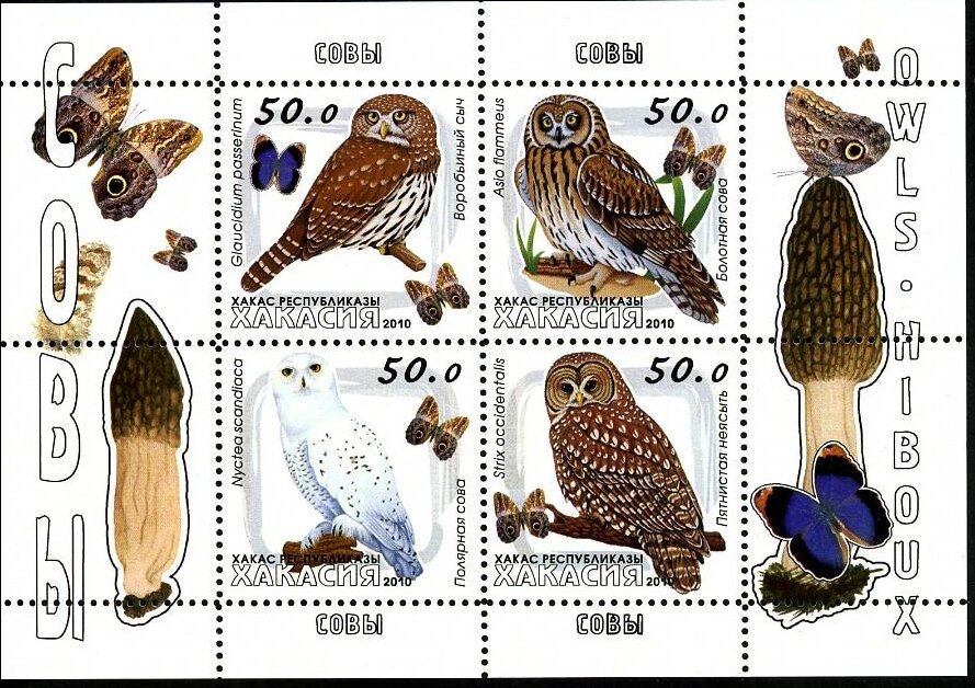 Owls