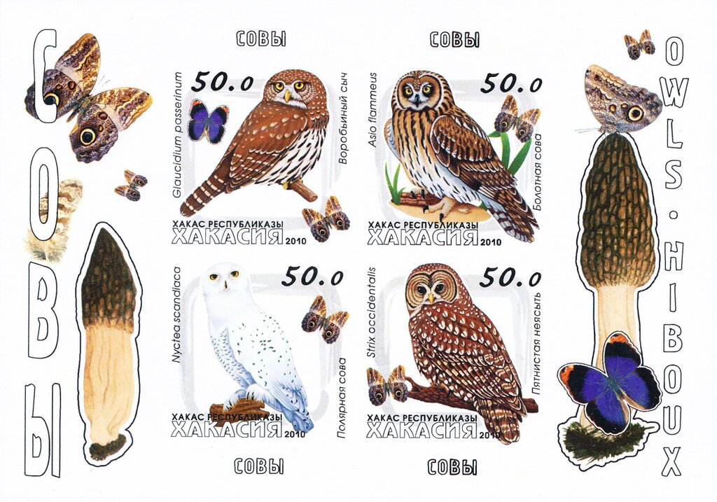 Owls