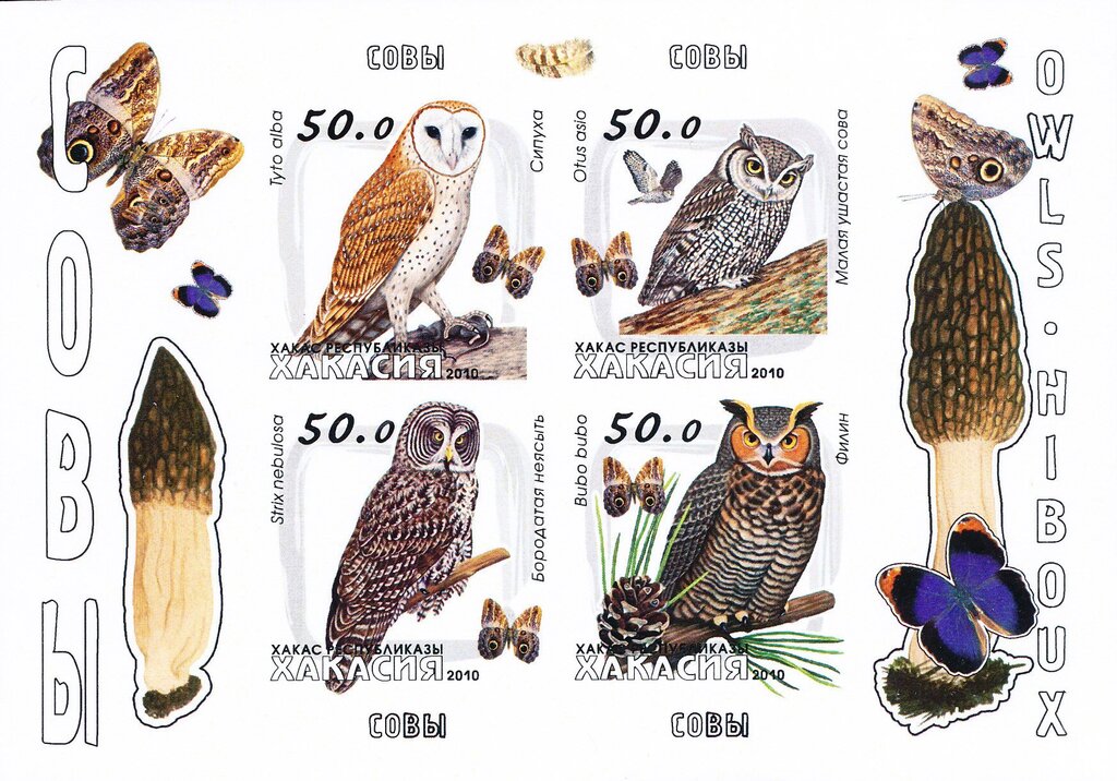Owls