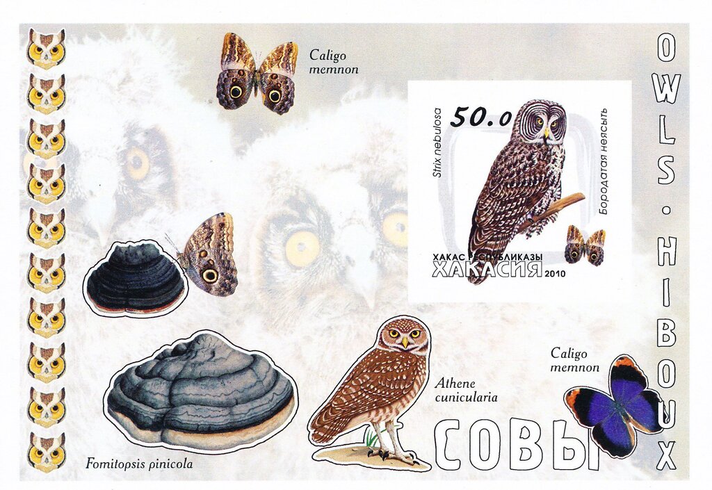 Owls