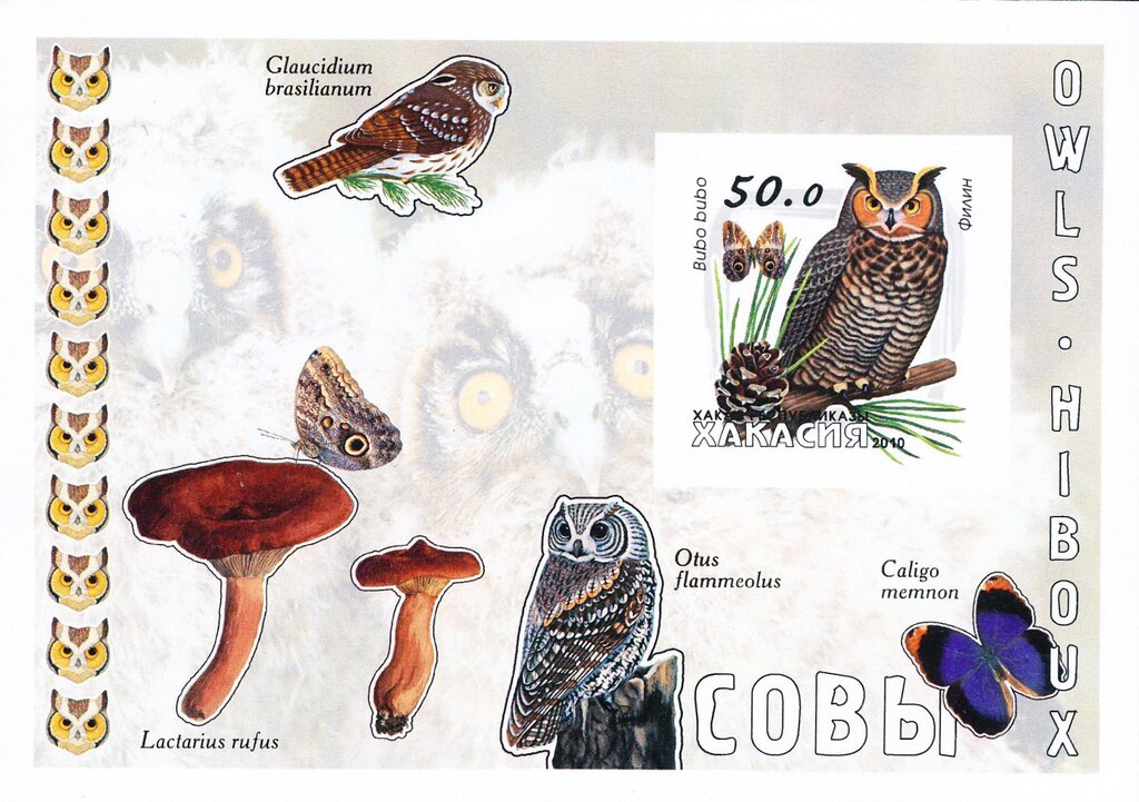Owls