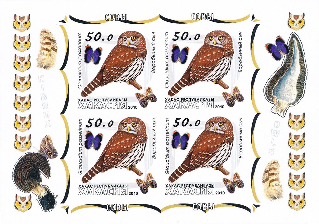 Owls