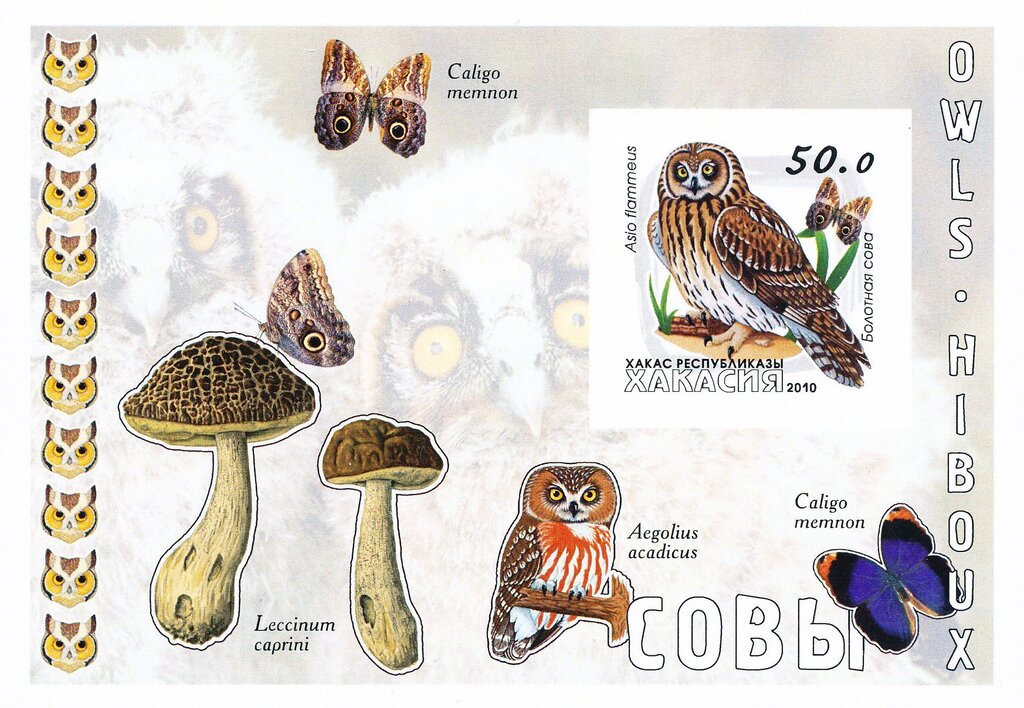 Owls