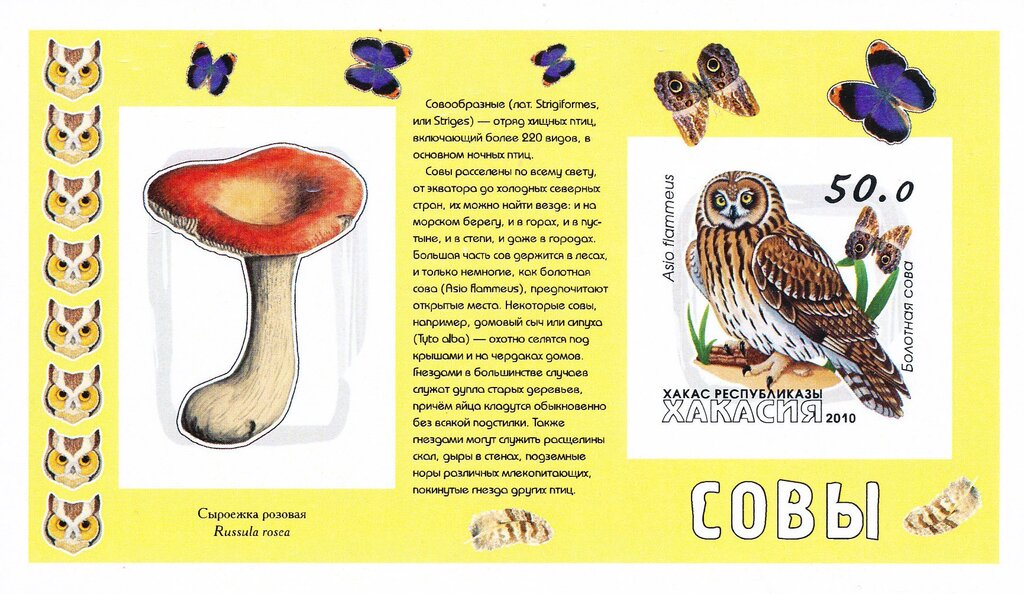 Owls