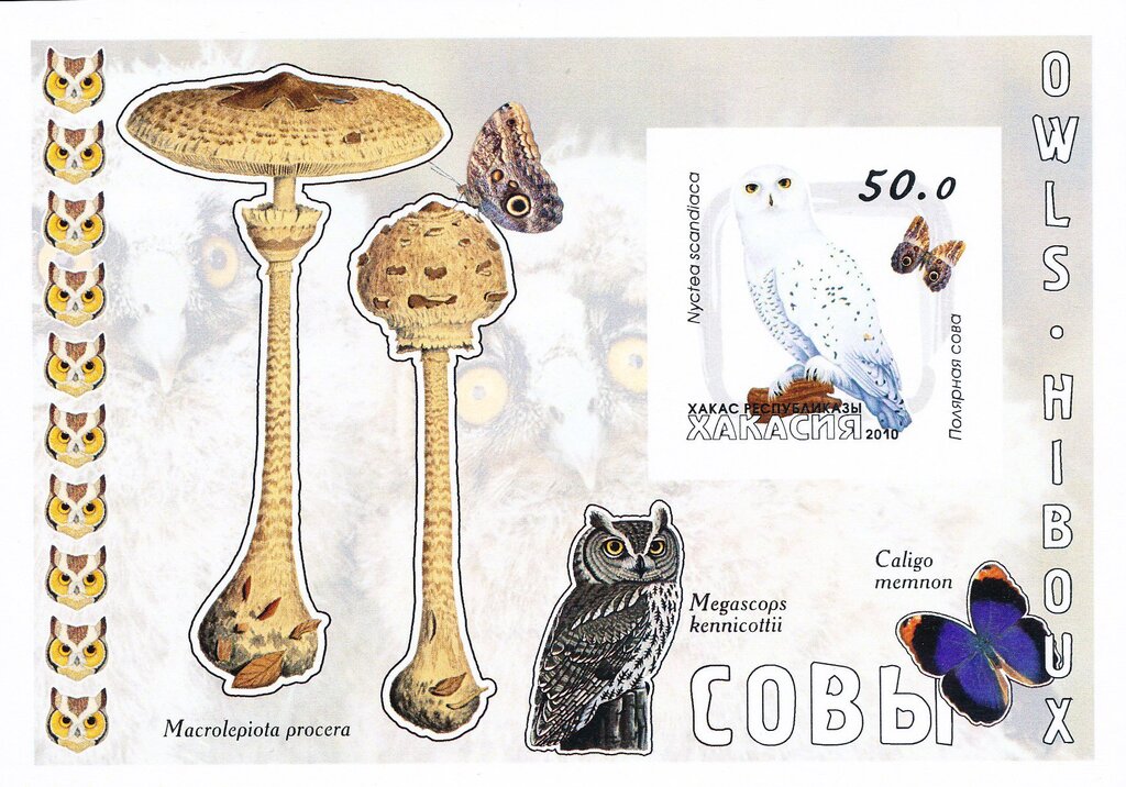 Owls