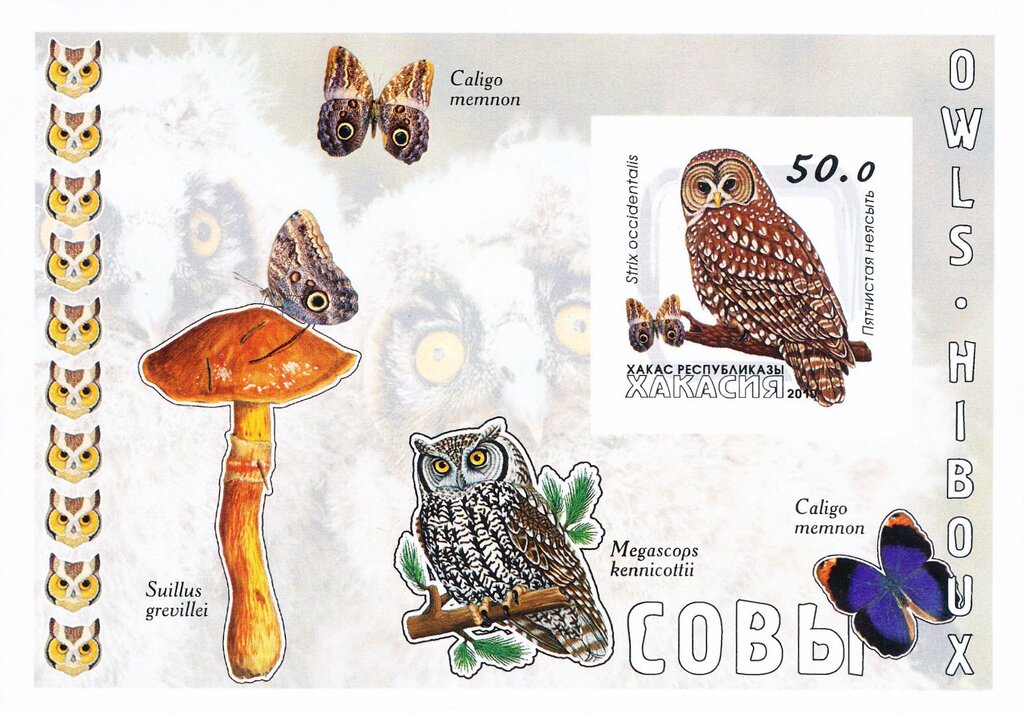 Owls