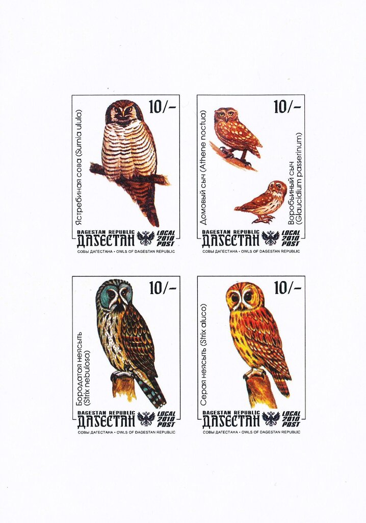 Owls
