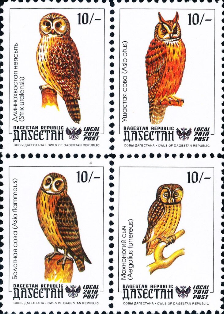 Owls