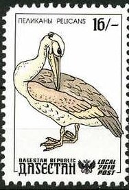 Pelicans
