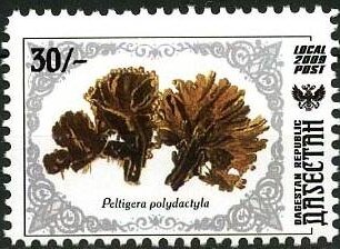 Plants
