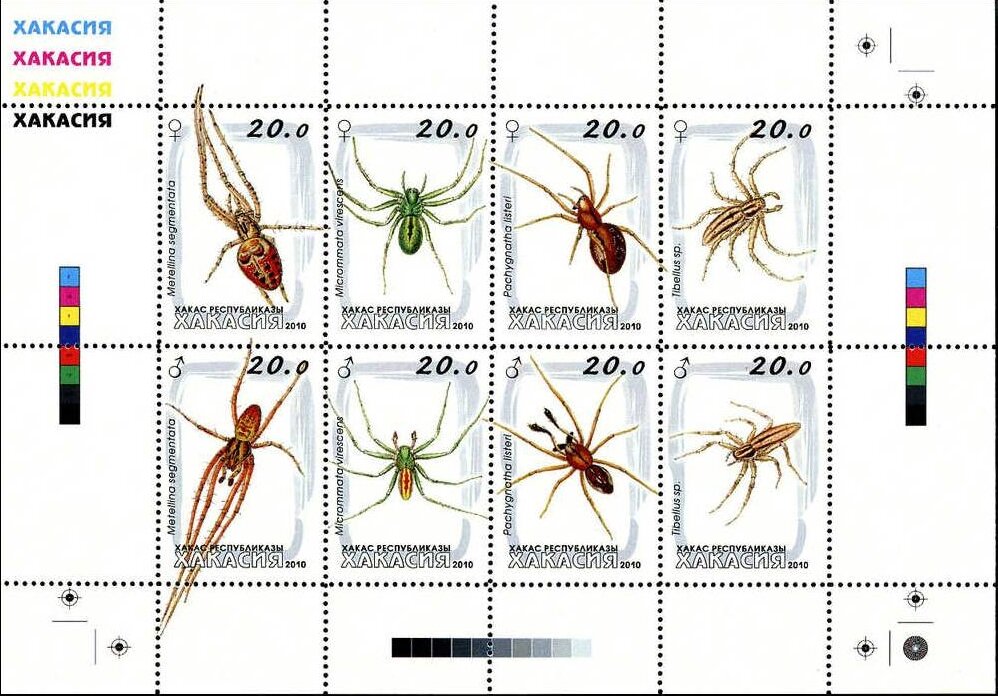 Spiders