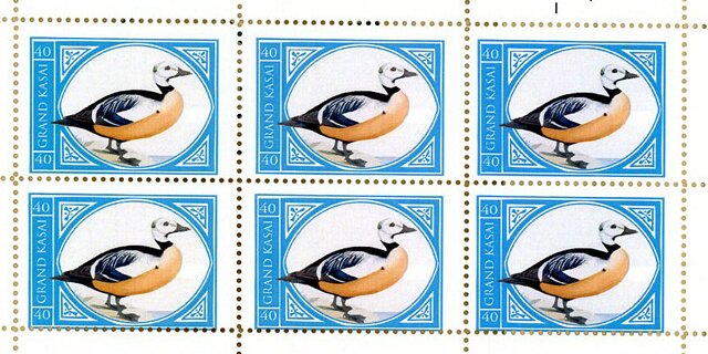 Steller's Western Duck
