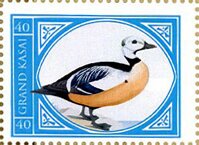 Steller's Western Duck