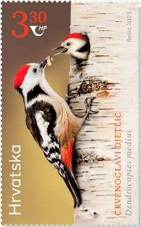 Red-Headed Woodpecker (Dendrocoptes medius)