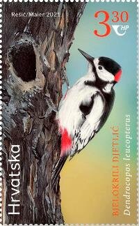 White-Winged Woodpecker (Dendrocopos leucopterus)