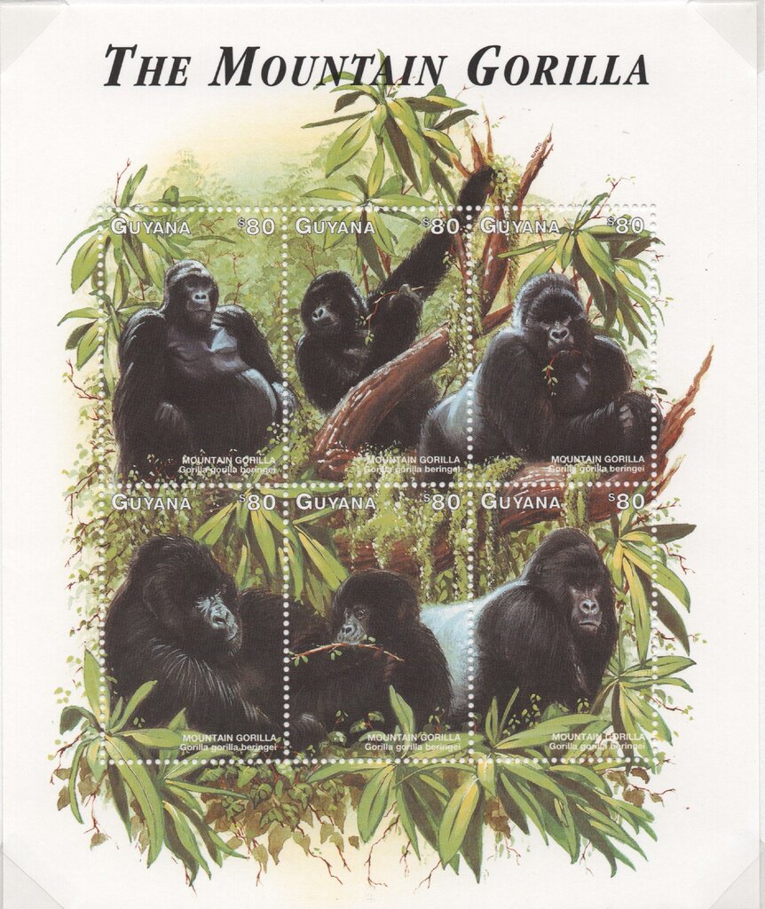 6 Gorilla pictures