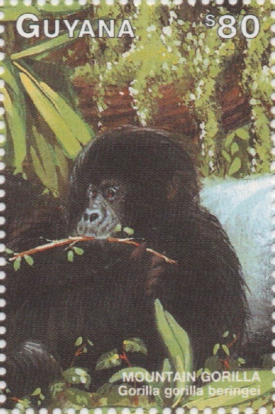 Baby Mountain Gorilla eating twig