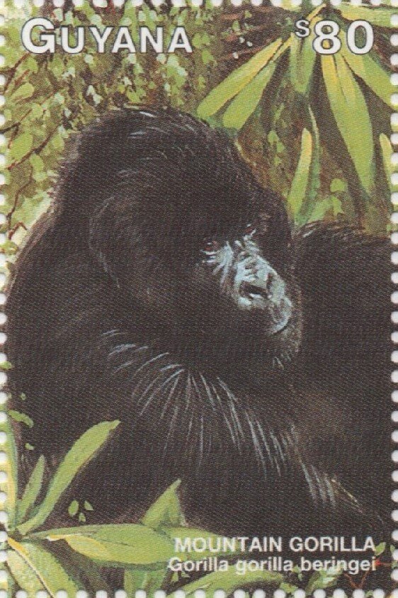 Female Mountain Gorilla sitting on ground