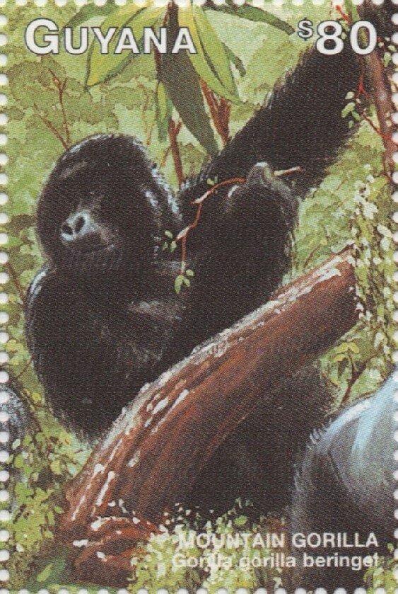 Mountain Gorilla climbing tree